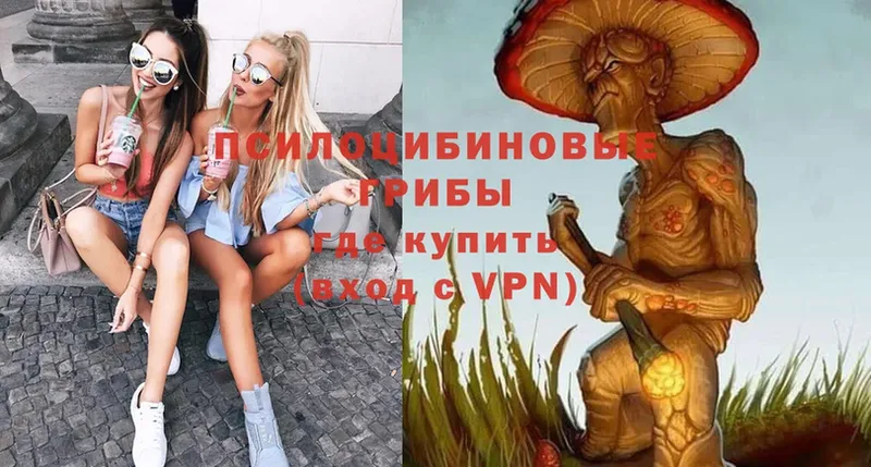 Галлюциногенные грибы Psilocybe  Гурьевск 