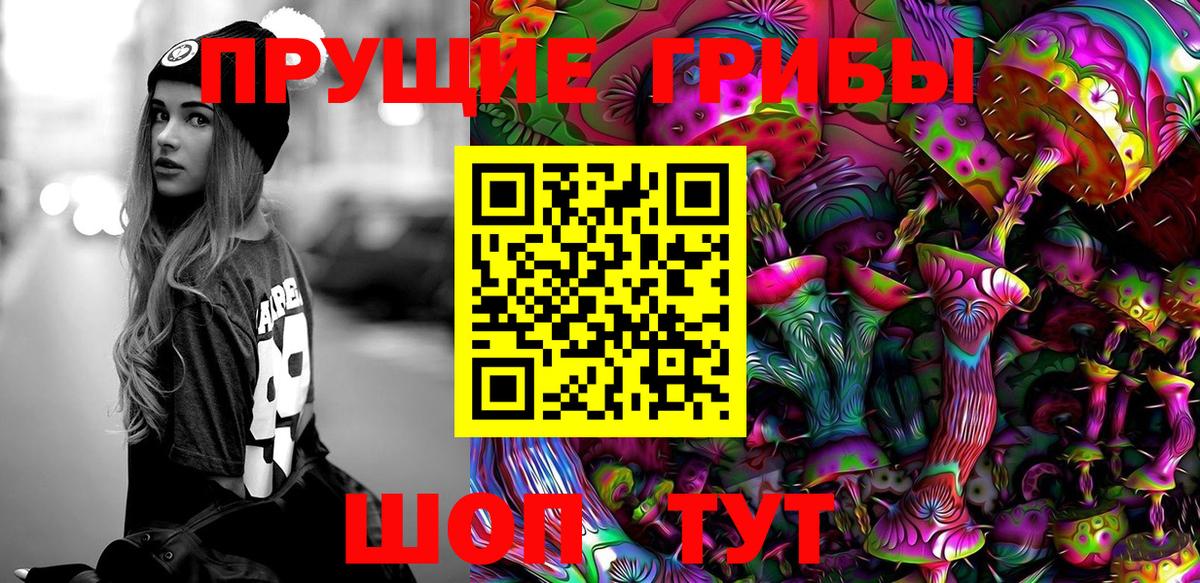 Псилоцибиновые грибы Psilocybe  Гурьевск 
